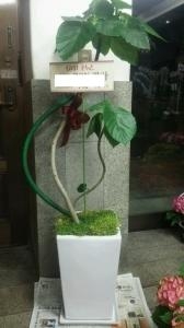アスリート専門スポーツジムに観葉植物をお届します。｜「ムツダ生花店」　（愛知県名古屋市南区の花キューピット加盟店 花屋）のブログ