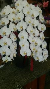 胡蝶蘭をお届け配送しました。｜「ムツダ生花店」　（愛知県名古屋市南区の花キューピット加盟店 花屋）のブログ