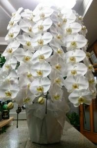 御供で胡蝶蘭をお届しました。｜「ムツダ生花店」　（愛知県名古屋市南区の花キューピット加盟店 花屋）のブログ