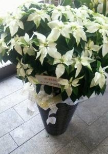 ピュアホワイト8号鉢をお届しました。｜「ムツダ生花店」　（愛知県名古屋市南区の花キューピット加盟店 花屋）のブログ
