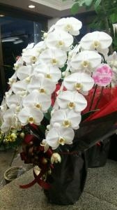 胡蝶蘭をお届けしました。｜「ムツダ生花店」　（愛知県名古屋市南区の花キューピット加盟店 花屋）のブログ