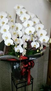 胡蝶蘭をお届けします。｜「ムツダ生花店」　（愛知県名古屋市南区の花キューピット加盟店 花屋）のブログ