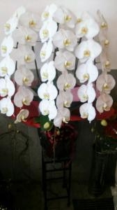本日ご注文いただきました胡蝶蘭です。｜「ムツダ生花店」　（愛知県名古屋市南区の花キューピット加盟店 花屋）のブログ