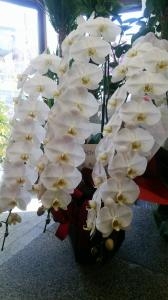 本日、明日お届する胡蝶蘭たちです。｜「ムツダ生花店」　（愛知県名古屋市南区の花キューピット加盟店 花屋）のブログ