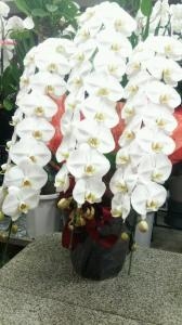 新築御祝として胡蝶蘭を3鉢お届けしました。｜「ムツダ生花店」　（愛知県名古屋市南区の花キューピット加盟店 花屋）のブログ