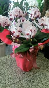 本日お届けします胡蝶蘭3鉢です。｜「ムツダ生花店」　（愛知県名古屋市南区の花キューピット加盟店 花屋）のブログ