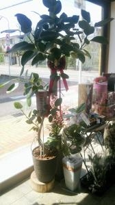ベンガレンシスをお届けしました。｜「ムツダ生花店」　（愛知県名古屋市南区の花キューピット加盟店 花屋）のブログ