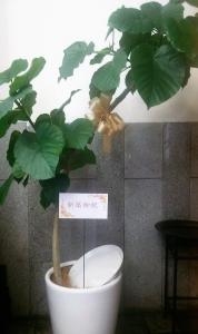 新築御祝に観葉植物をお届けしました｜「ムツダ生花店」　（愛知県名古屋市南区の花キューピット加盟店 花屋）のブログ