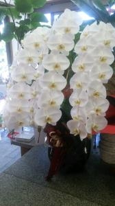 創立100周年記念の御祝で胡蝶蘭をお届けしました。｜「ムツダ生花店」　（愛知県名古屋市南区の花キューピット加盟店 花屋）のブログ