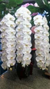 本日お届けしました胡蝶蘭たちです｜「ムツダ生花店」　（愛知県名古屋市南区の花キューピット加盟店 花屋）のブログ