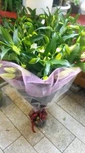 カサブランカ１５本の花束です。｜「ムツダ生花店」　（愛知県名古屋市南区の花キューピット加盟店 花屋）のブログ