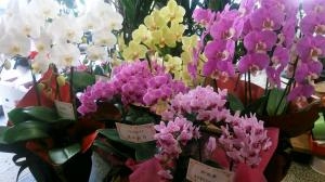 お歳暮で胡蝶蘭をご注文いただきました。｜「ムツダ生花店」　（愛知県名古屋市南区の花キューピット加盟店 花屋）のブログ