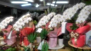 幼稚園の卒園式に胡蝶蘭をお届けしました｜「ムツダ生花店」　（愛知県名古屋市南区の花キューピット加盟店 花屋）のブログ