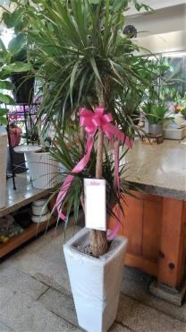 ホテルのダイナーに観葉植物をお届けしました｜「ムツダ生花店」　（愛知県名古屋市南区の花キューピット加盟店 花屋）のブログ
