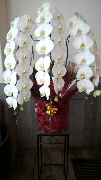 古希の御祝など胡蝶蘭3鉢をお届けしました｜「ムツダ生花店」　（愛知県名古屋市南区の花キューピット加盟店 花屋）のブログ