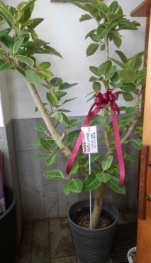 ホテルのオープニングに観葉植物のご注文いただきました｜「ムツダ生花店」　（愛知県名古屋市南区の花キューピット加盟店 花屋）のブログ