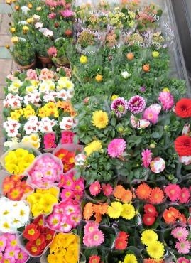 明日納品の花鉢たちです｜「ムツダ生花店」　（愛知県名古屋市南区の花キューピット加盟店 花屋）のブログ