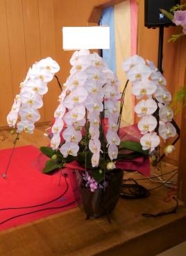 喜寿の御祝で胡蝶蘭をお届けしました 花屋ブログ 愛知県名古屋市南区の花屋 ムツダ生花店にフラワーギフトはお任せください 当店は 安心と信頼の 花キューピット加盟店です 花キューピットタウン