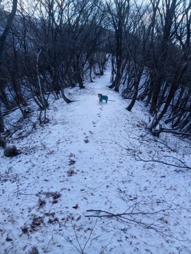 残雪の中ルカと登山にいってきました|「ムツダ生花店」　（愛知県名古屋市南区の花屋）のブログ